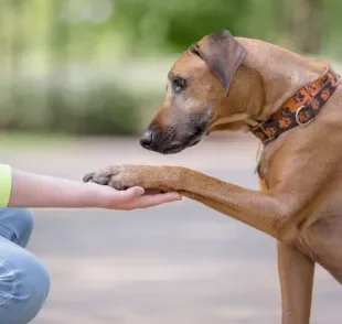 Vários truques para cachorro são muito simples de botar em prática