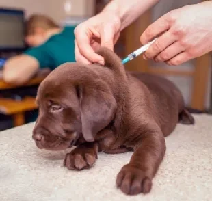 A vacina para cachorro é essencial para proteger os peludos de várias doenças