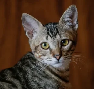 Veja como diferenciar um Brazilian Shorthair de um gato rajado sem raça