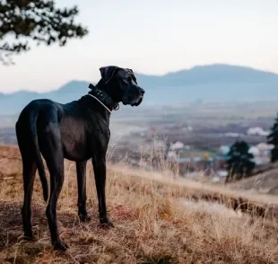 O Dogue Alemão é um cachorro gigante considerado o maior do mundo