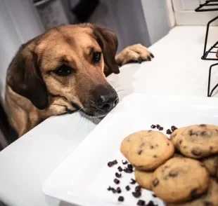 Veja quais são os alimentos proibidos para cachorro que devem passar longe do pet