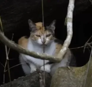 A Ilha dos gatos é rondada de mistérios, mas revela uma triste realidade de abandono (Créditos: Youtube/Canal On)