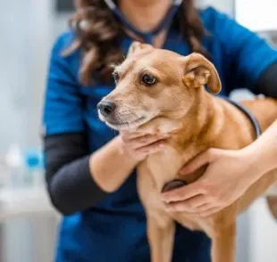 Adotar um cachorro significa que você deve ir a uma consulta veterinária em breve!