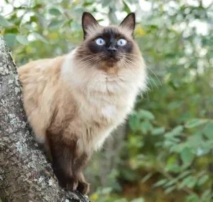 O gato Balinês é bem peludinho e tem uma personalidade sociável