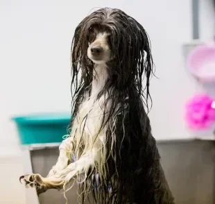 Veja os critérios de tutores na escolha de um banho e tosa perfeito para o pet