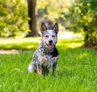 O Blue Heeler é uma das cores possíveis do Boiadeiro-australiano