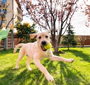 Os brinquedos para cachorro deixam os pets mais felizes e saudáveis