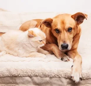 Gato e cachorro com câncer terminal precisam de cuidados paliativos para maior conforto