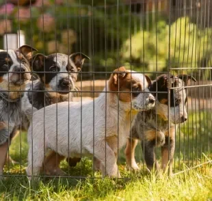 Veja os cuidados que você deve tomar antes de comprar um cachorro de raça em qualquer lugar