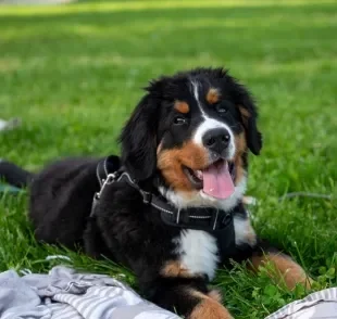 O cachorro filhote pode desenvolver diferentes traços de personalidade