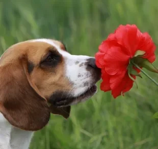 Confira quais são as flores que deixam o cachorro intoxicado 