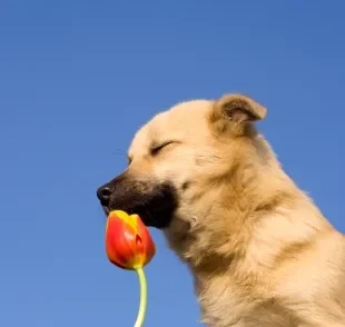 Confira quais são as flores que deixam o cachorro intoxicado 