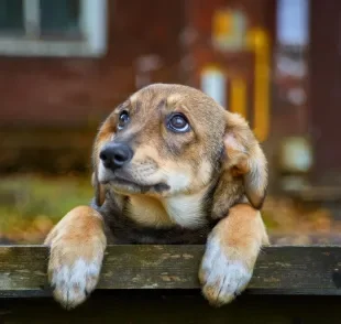 O cachorro tem sentimento e pode ficar triste com diversas situações