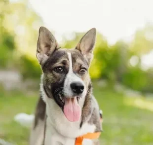 O cachorro com calor excessivo pode ter graves problemas de saúde