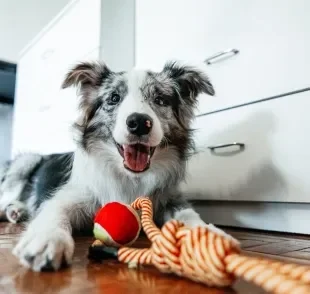 Fazer um cachorro feliz não é difícil, e pode ser alcançado com atitudes simples