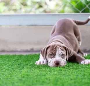 O cachorro filhote está na fase perfeita para aprender algumas coisas importantes