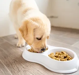 O cachorro filhote precisa de cuidados redobrados com a alimentação