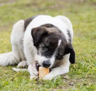 Achar que cachorro pode comer pão pode ser um grande erro