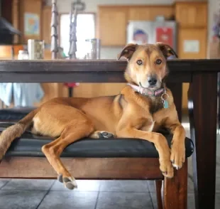 Alguns cachorros para apartamento podem te surpreender