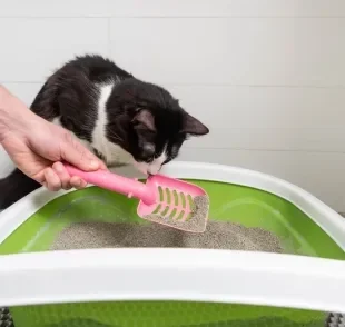 A caixa de areia para gatos precisa de uma limpeza superficial, e outra mais intensa