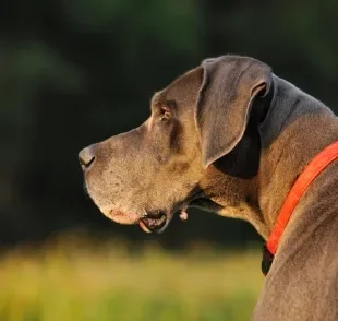 O caroço em cachorro nem sempre é maligno, mas somente um profissional poderá identificar isso