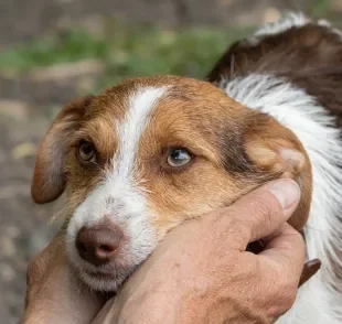 O cérebro de cachorro tem várias curiosidades impressionantes