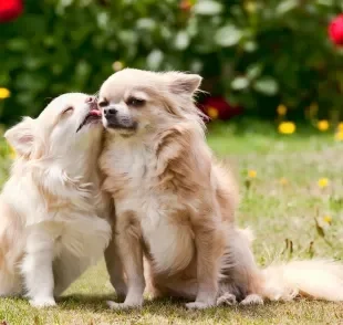 O cio de cachorro é um momento de muitas mudanças na vida do pet