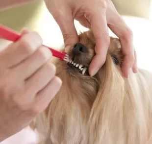 Saber como escovar dente de cachorro da maneira correta é muito importante