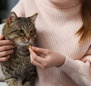 Como dar remédio para gato do jeito certo exige atenção, é bom seguir algumas dicas