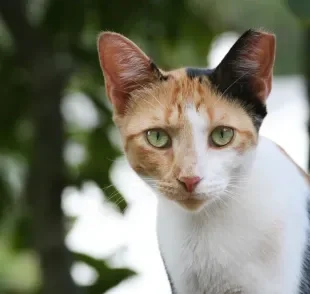 Existem formas de como saber se o gato é fêmea pela cor, mas não são tão garantidas