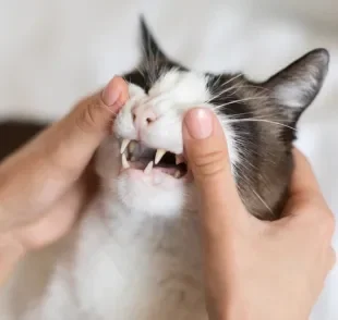 O dente de gato não deveria cair quando ele fica mais velho