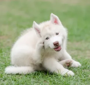 A coceira é um dos principais sintomas de doenças de cachorro na pele 