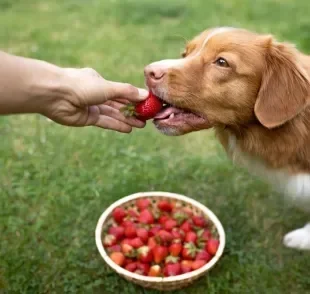 Algumas frutas para cachorro podem ser grandes aliadas da saúde do seu pet