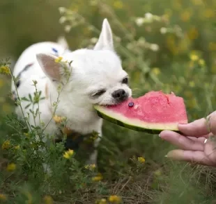 Saber quais frutas para cachorro são liberadas ou não pode salvar a vida do seu pet