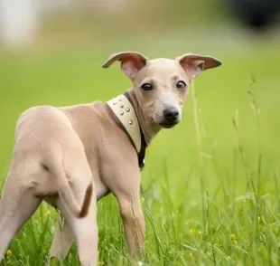 O Galgo Italiano é uma raça muito querida e especial 