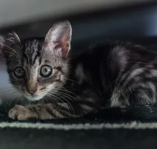 Muitas situações podem deixar um gato com medo no primeiro ano de vida