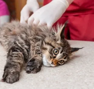 Veja quais dúvidas tirar na primeira consulta com gato filhote