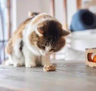 O gato vomitando ração nem sempre é indicativo de um problema sério