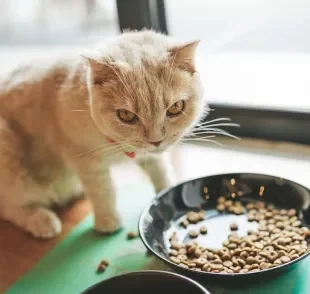 O gato com calor pode ficar mais seletivo com o que ele come