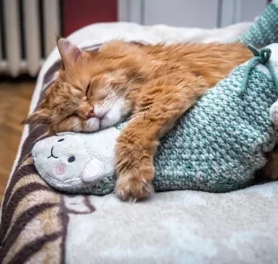 O gato é fascinado pelos pés dos humanos por diferentes motivos