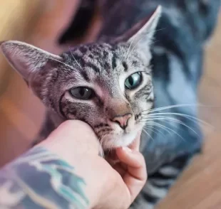 O gato seguindo o dono pode acontecer porque ele te vê como mãe dele