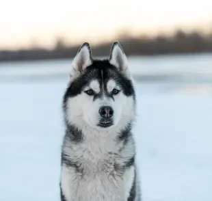 O Husky Siberiano é comparado com o lobo-cinzento