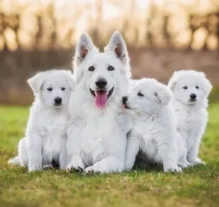 Calcular a idade dos cachorros não é muito difícil