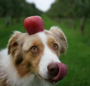 Confira quais frutas e legumes para cachorro oferecer para o pet