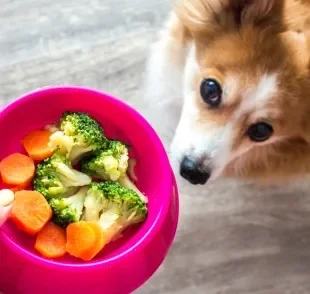 Alguns legumes para cachorro podem ser super benéficos para a saúde canina