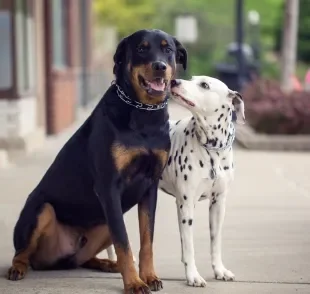 Os nomes para cachorro imponente refletem a personalidade e aparência do pet