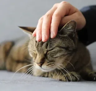 Existem lugares certos onde fazer carinho no gato 