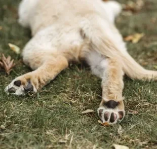 Já se perguntou porque a pata de cachorro tem cheiro de salgadinho de queijo?