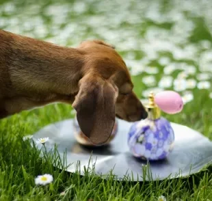 Veja porque o perfume para cachorro não é recomendado para os pets