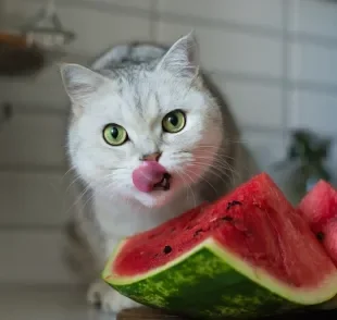 Confira os benefícios das frutas para gatos mais indicadas por especialistas 